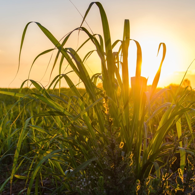RaboResearch Agri Commodities