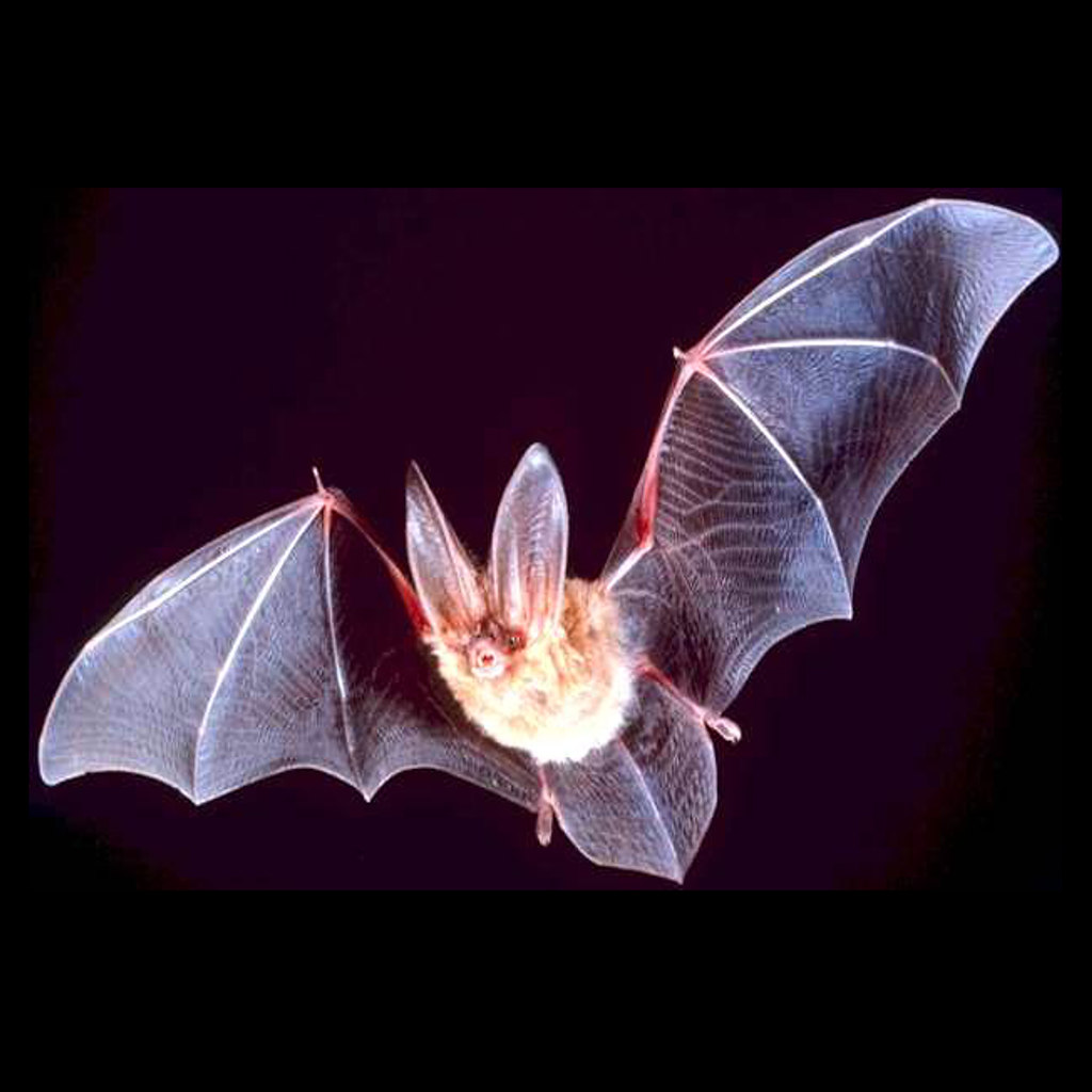 The Bat's Special Radar