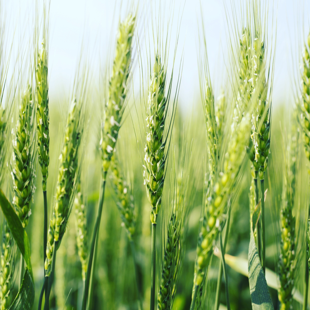 RaboResearch Agri Commodities