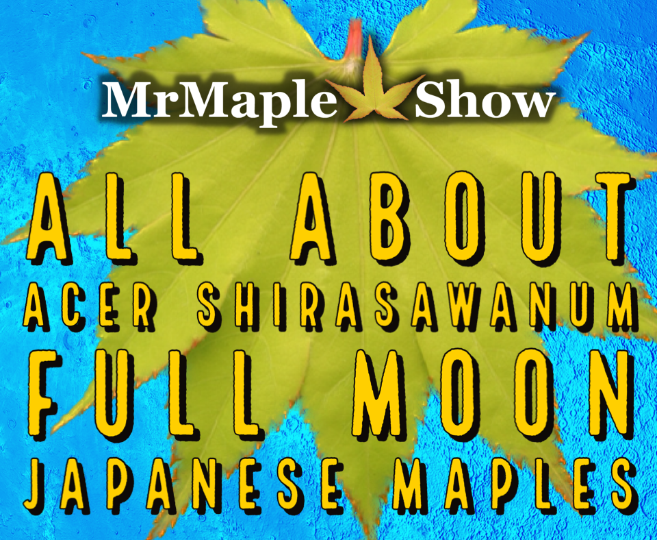 MrMaple Show
