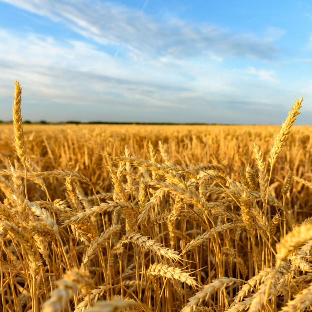 RaboResearch Agri Commodities