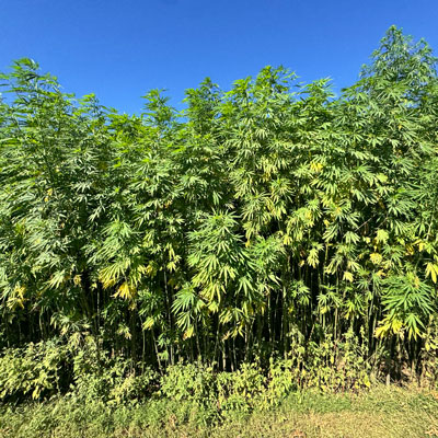 Industrial Hemp Podcast