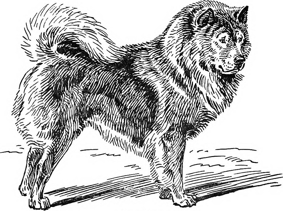 The Little Hunting Dog - A Chinese Folktale