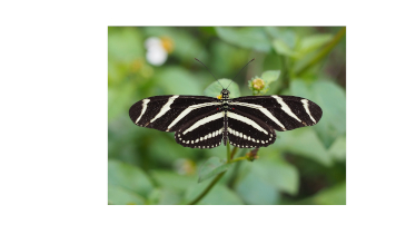 The Vine that Keeps Pet Butterflies