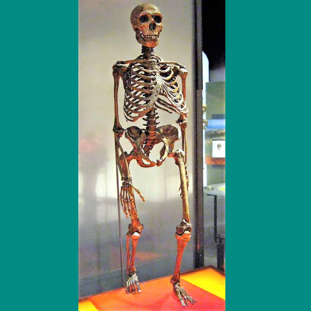 Neanderthals Walked Upright Just Like Us
