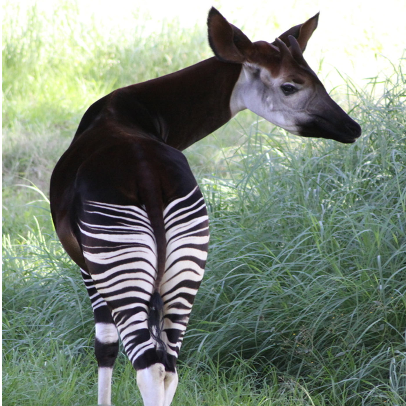 The Elusive Okapi