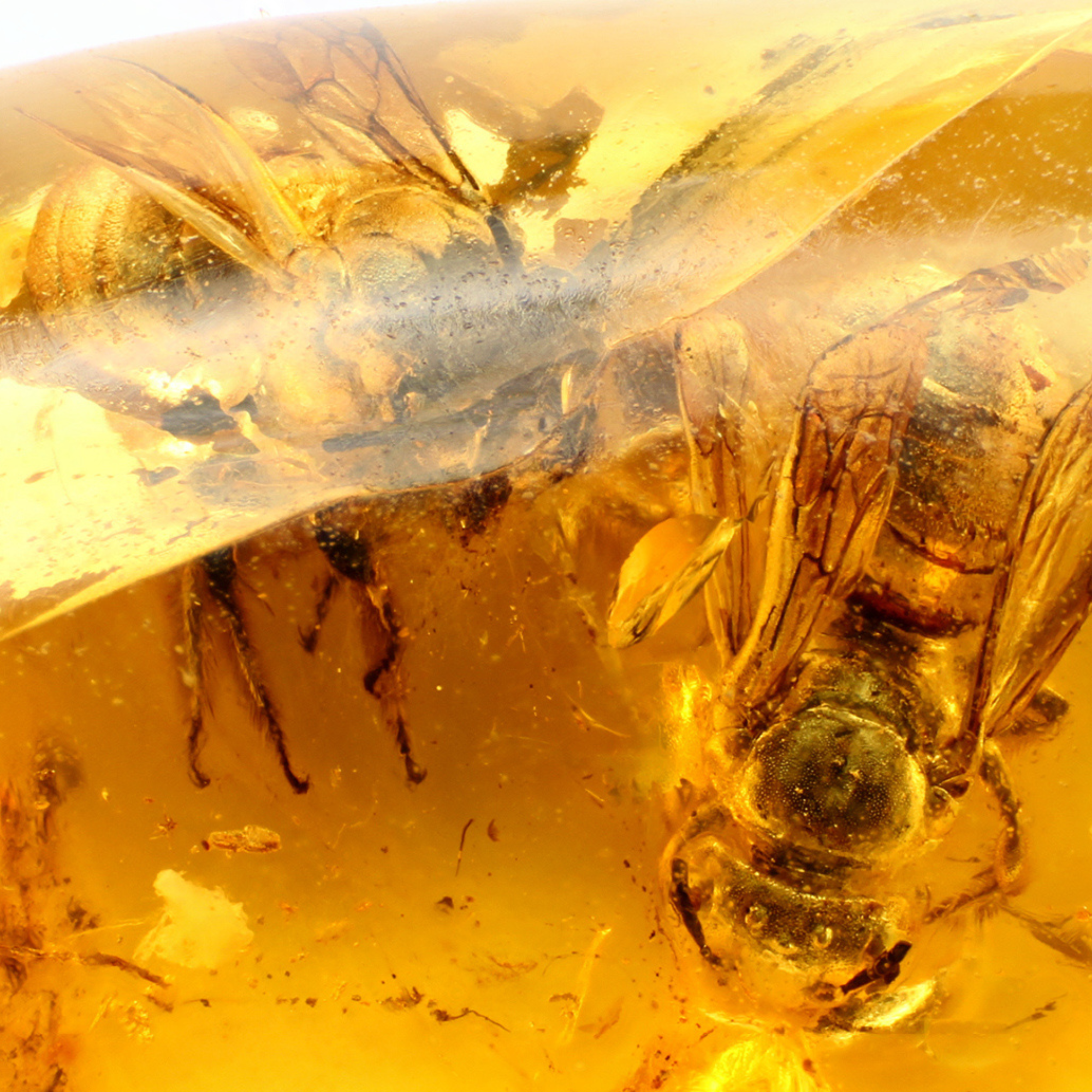 Fast Bees or Fast Talking