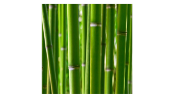 Bamboo's Message to the World