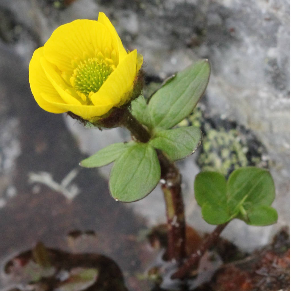 The Snow Buttercup