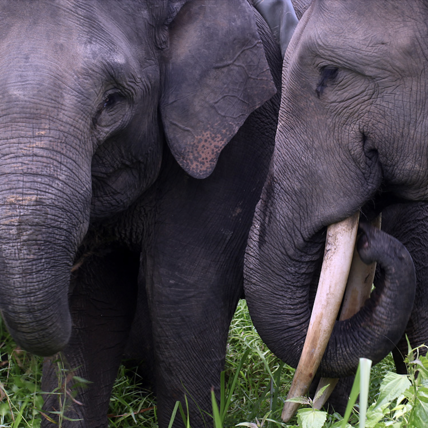 Mongabay Explores