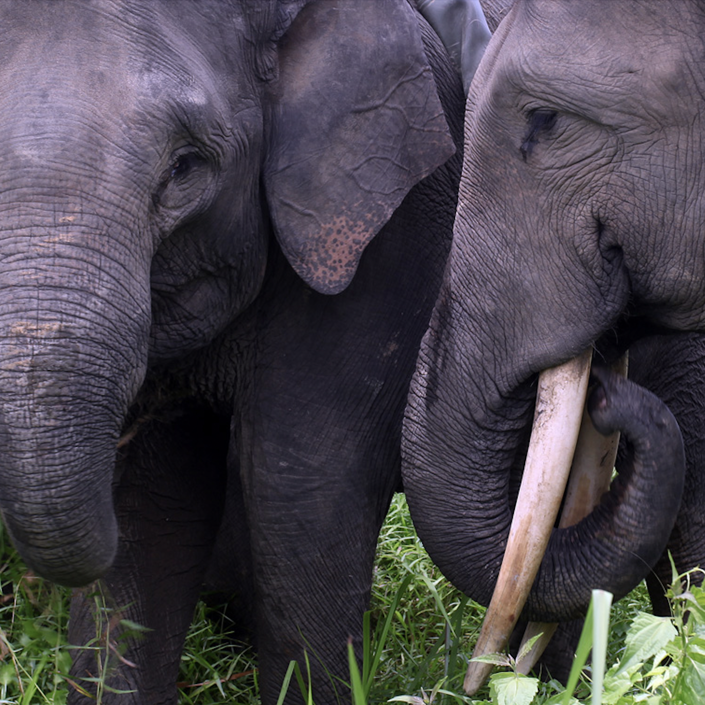 Sumatra, Bonus: Can young Indonesians help their iconic elephants survive?