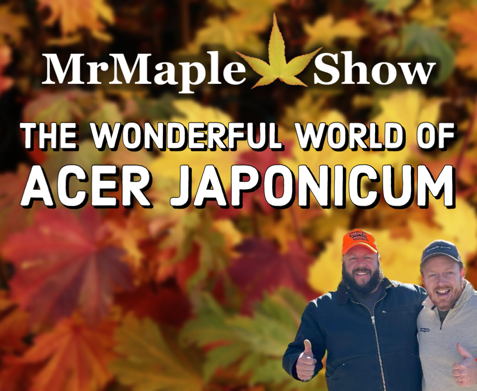 MrMaple Show
