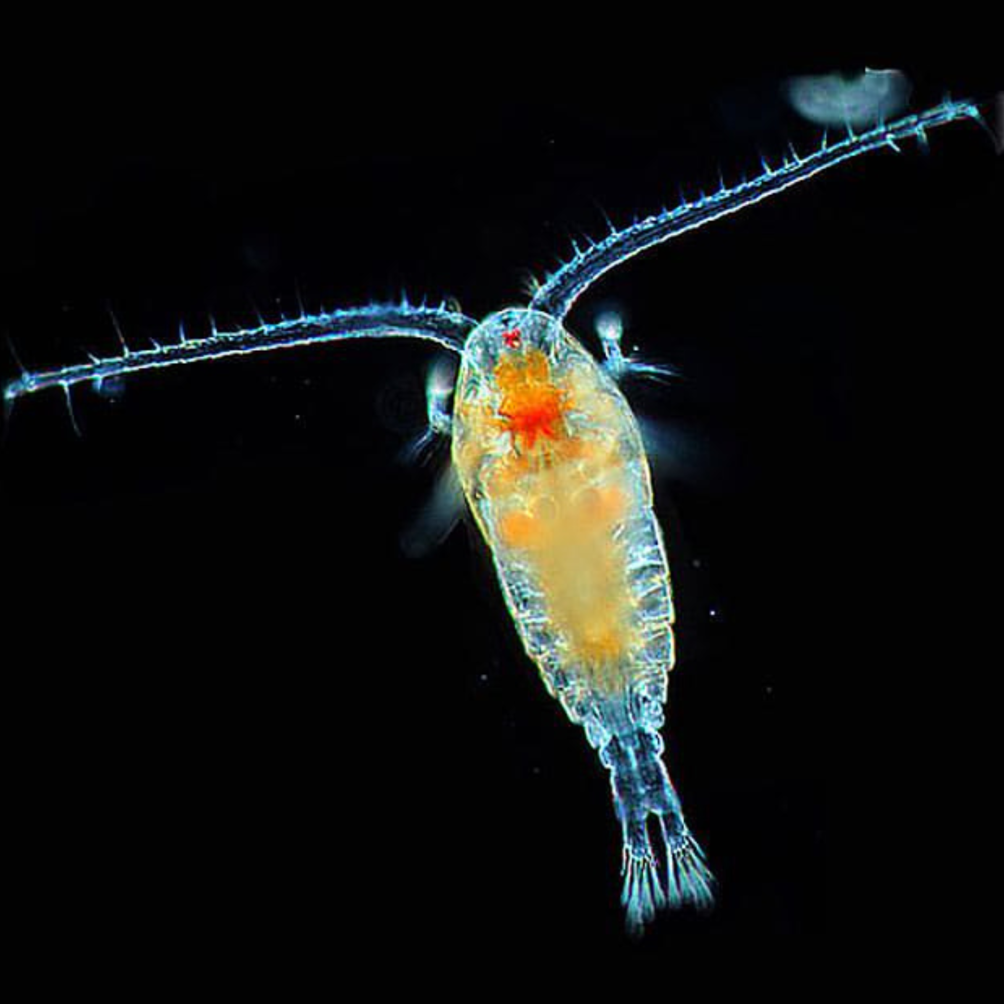 Shrimp Kidnaps Chemist!