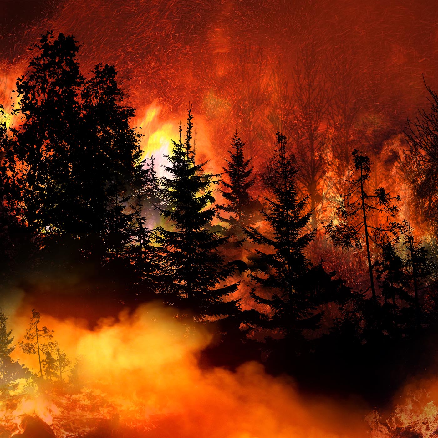 cover of episode How the Canadian wildfires impact business, net-zero, health