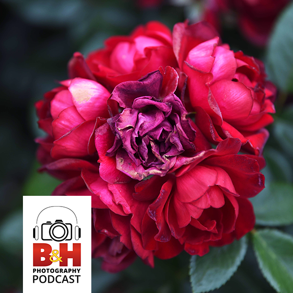 B&H Photography Podcast Listener Survey