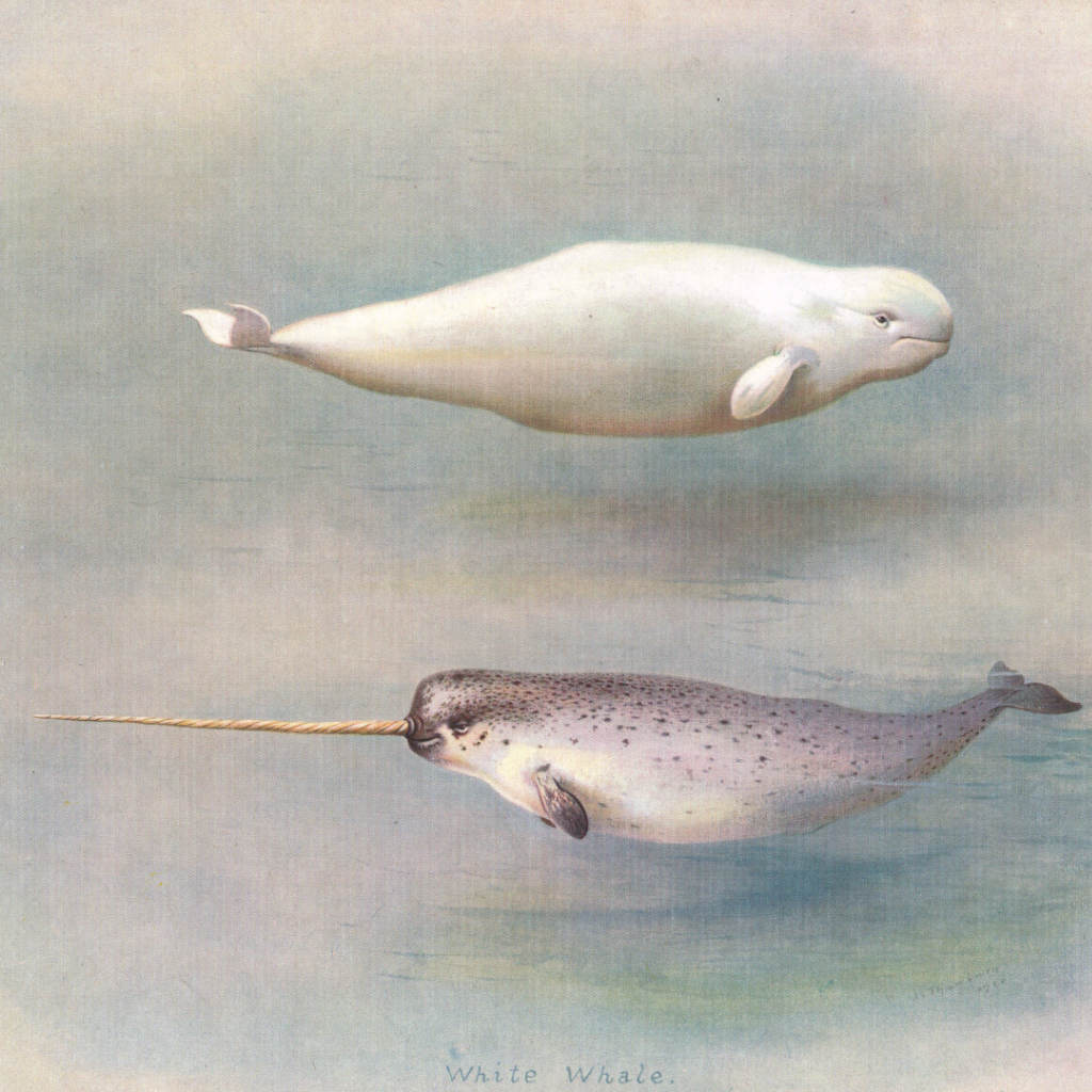 A Kind of Whale
