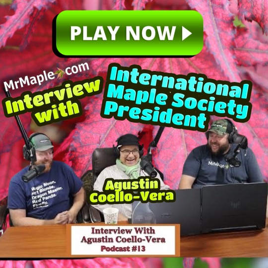All About Japanese Maples with Agustin Coello-Vera | President of The Maple Society International