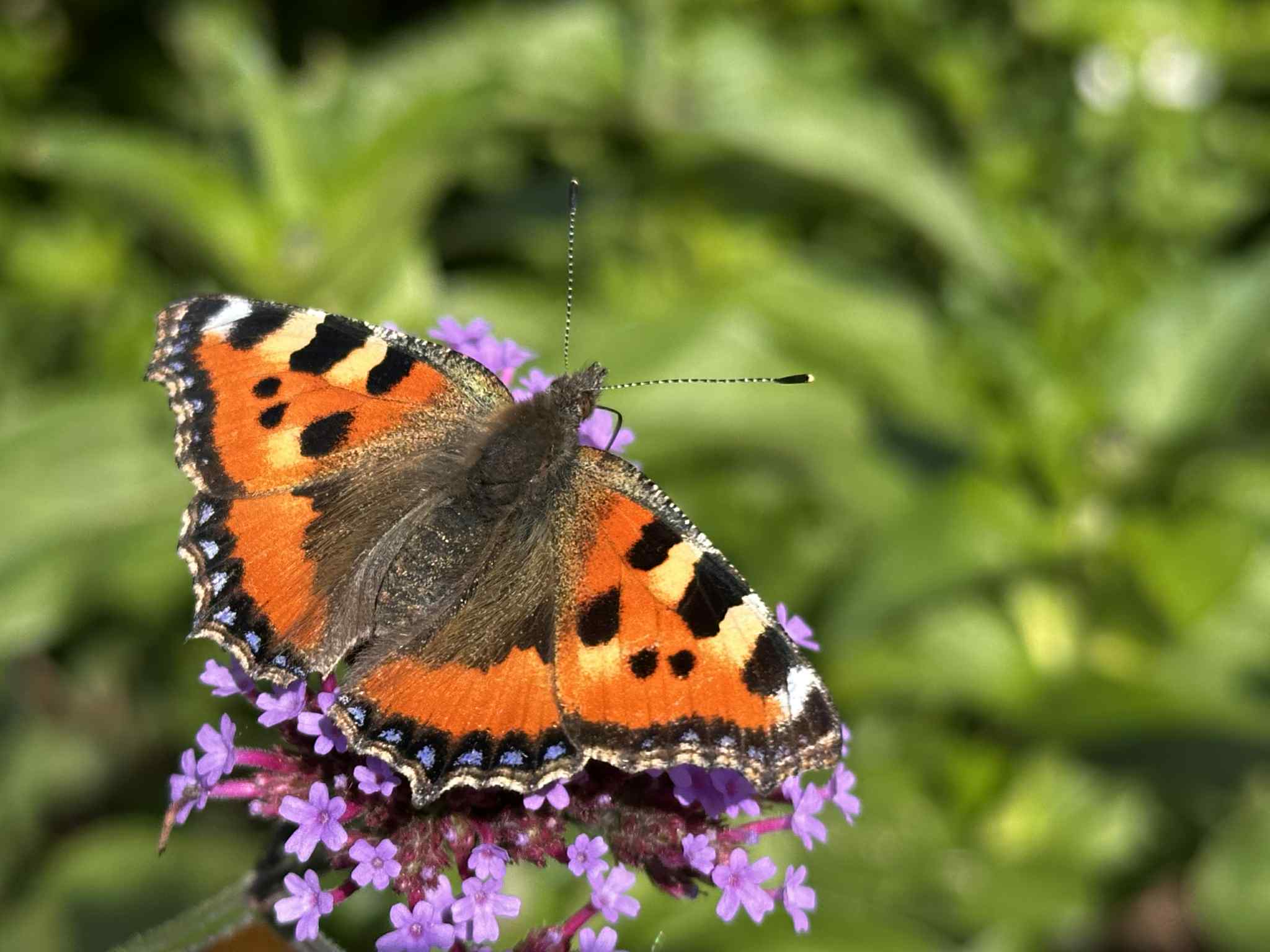 426. Kom stilla med frid