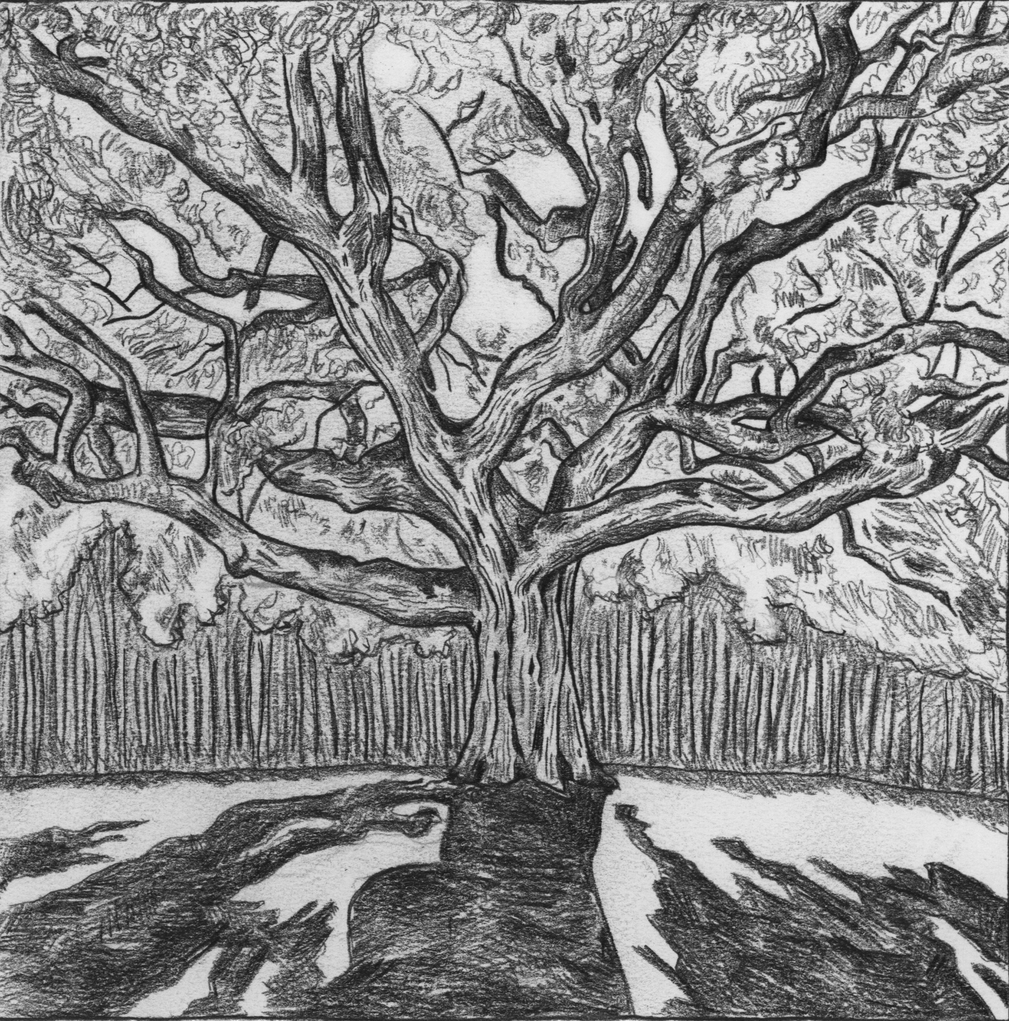 The Family Tree