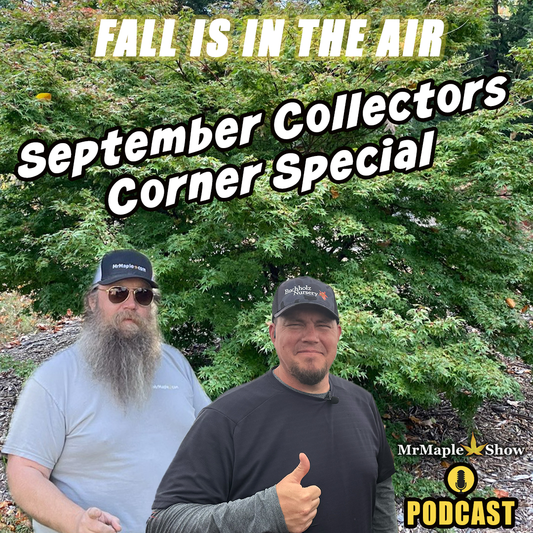 September Collectors Corner Special | MrMaple Show Podcast
