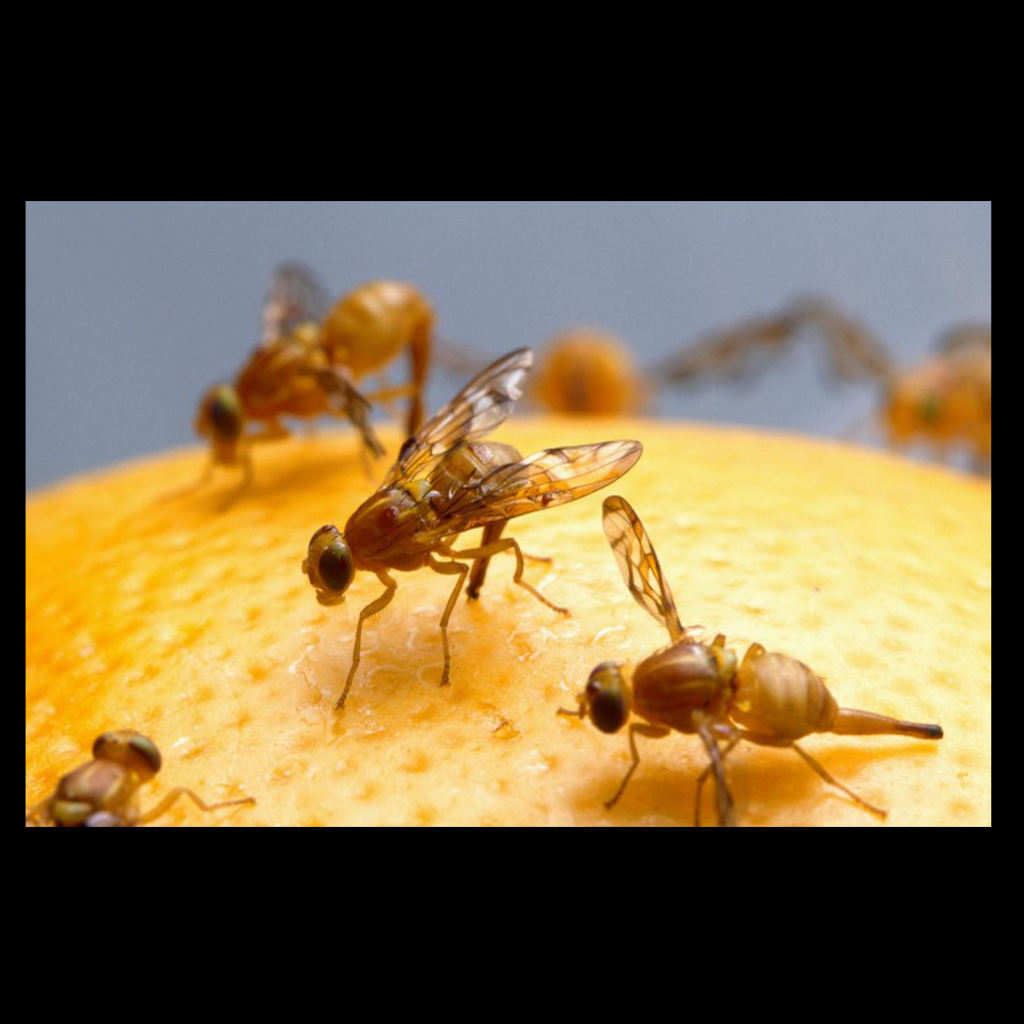Genetic Variation Can Fly
