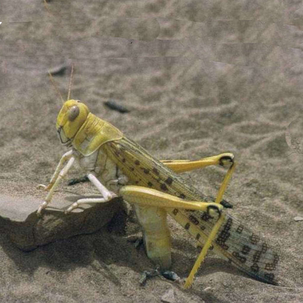 Locusts
