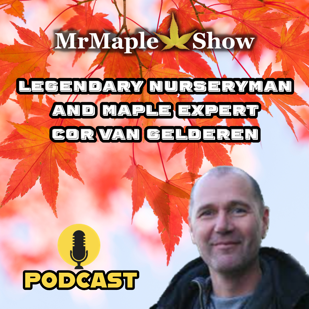 MrMaple Show