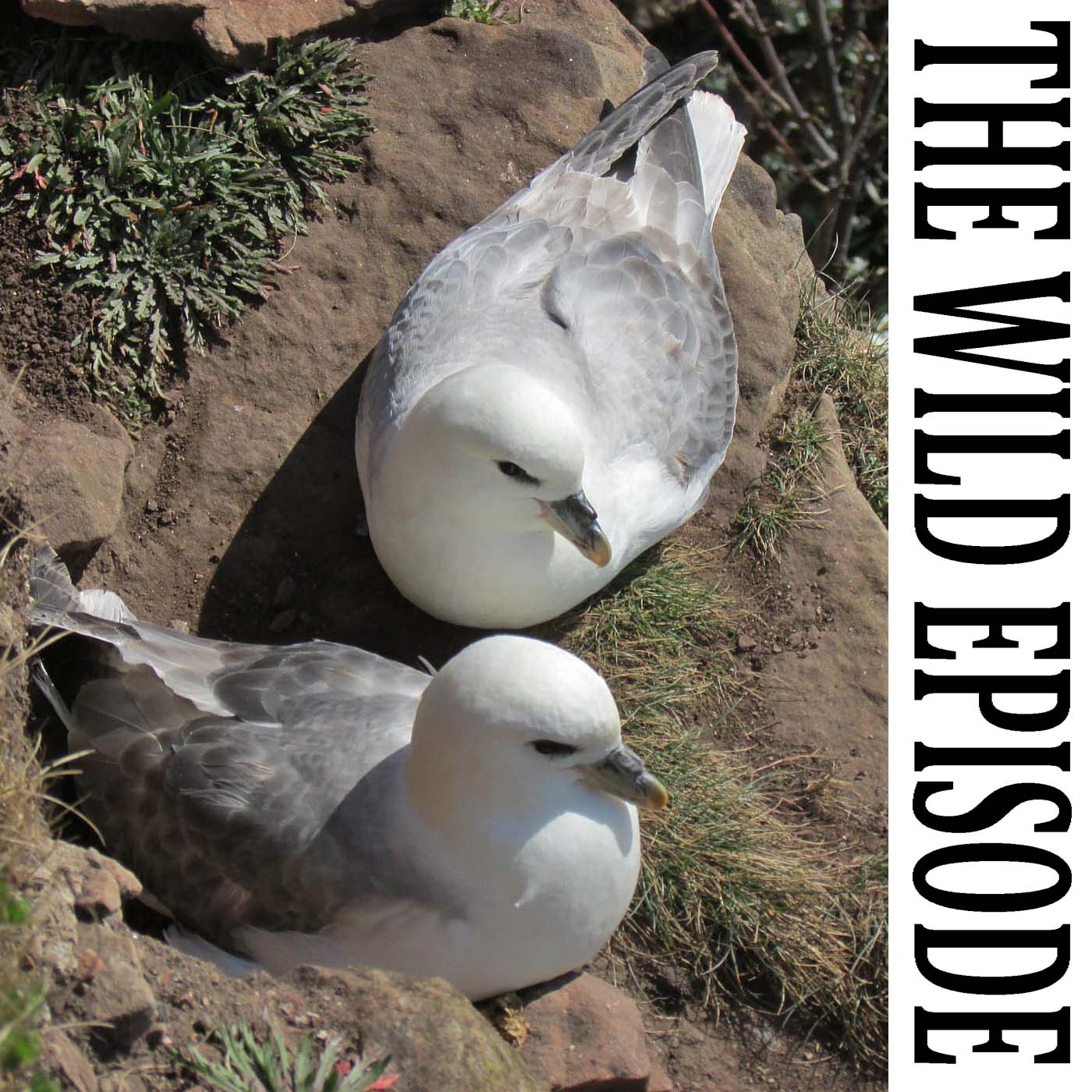 The Wild Episode
