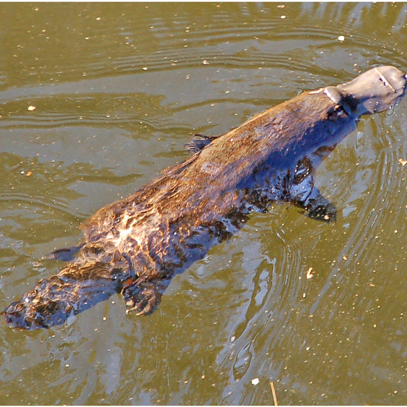The Amazing Platypus