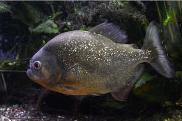 Mysteries of the Piranha