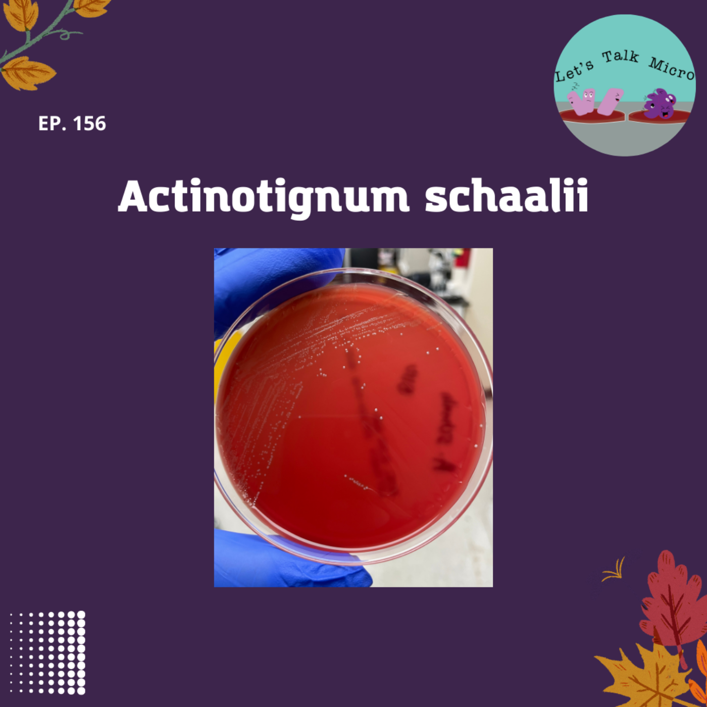 156: Actinotignum schaalii