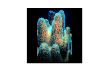 What Do Coral and Humans Share?