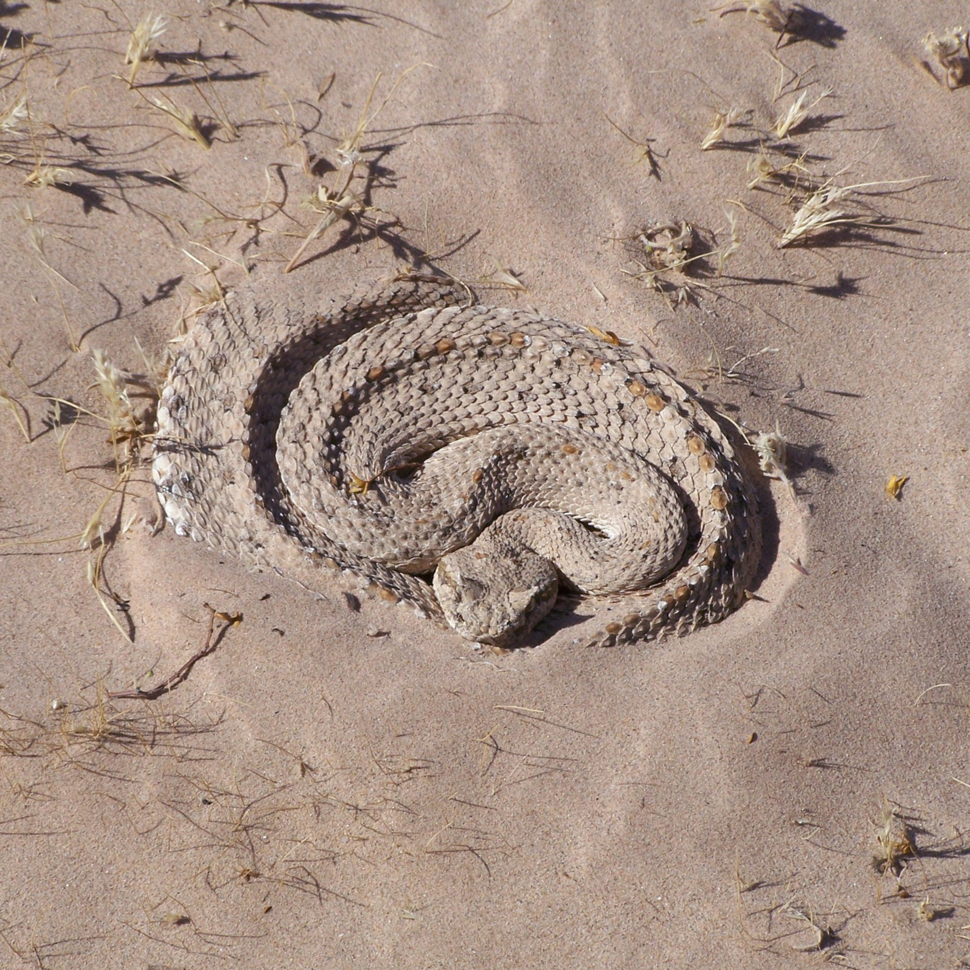 The Snake that Fishes in the Desert