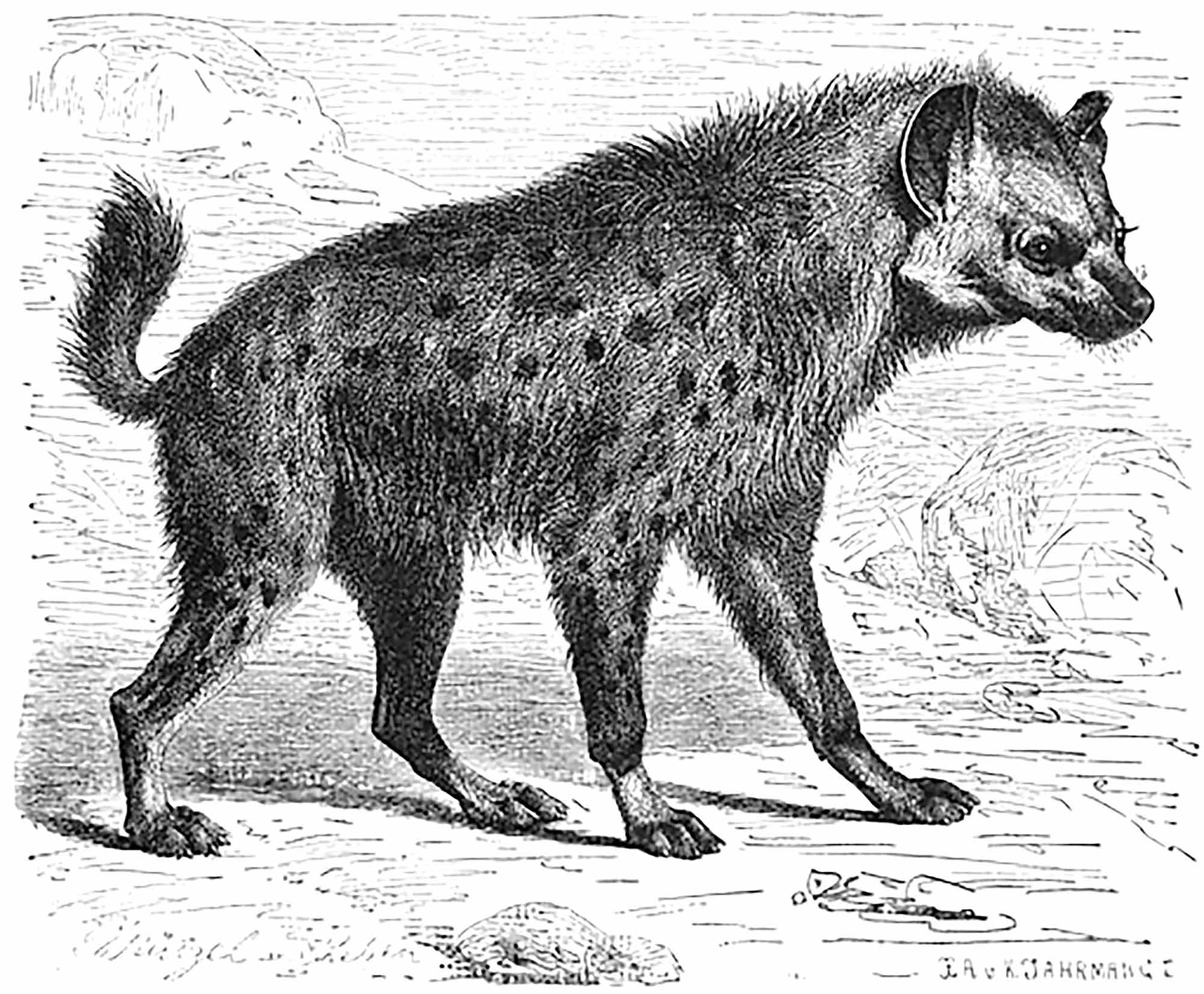 Rules for Hyenas