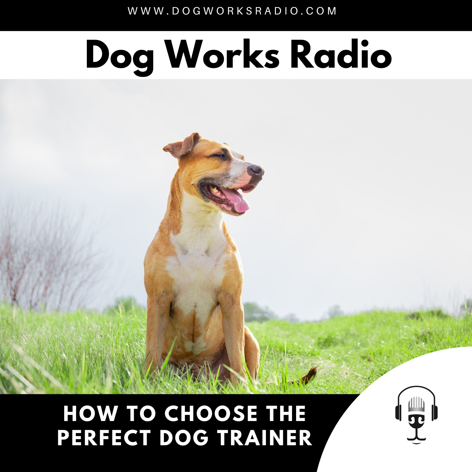 How to Choose the Perfect Dog Trainer