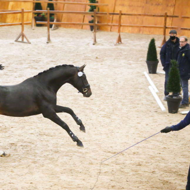 SWB Podden