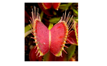 The Venus Flytrap