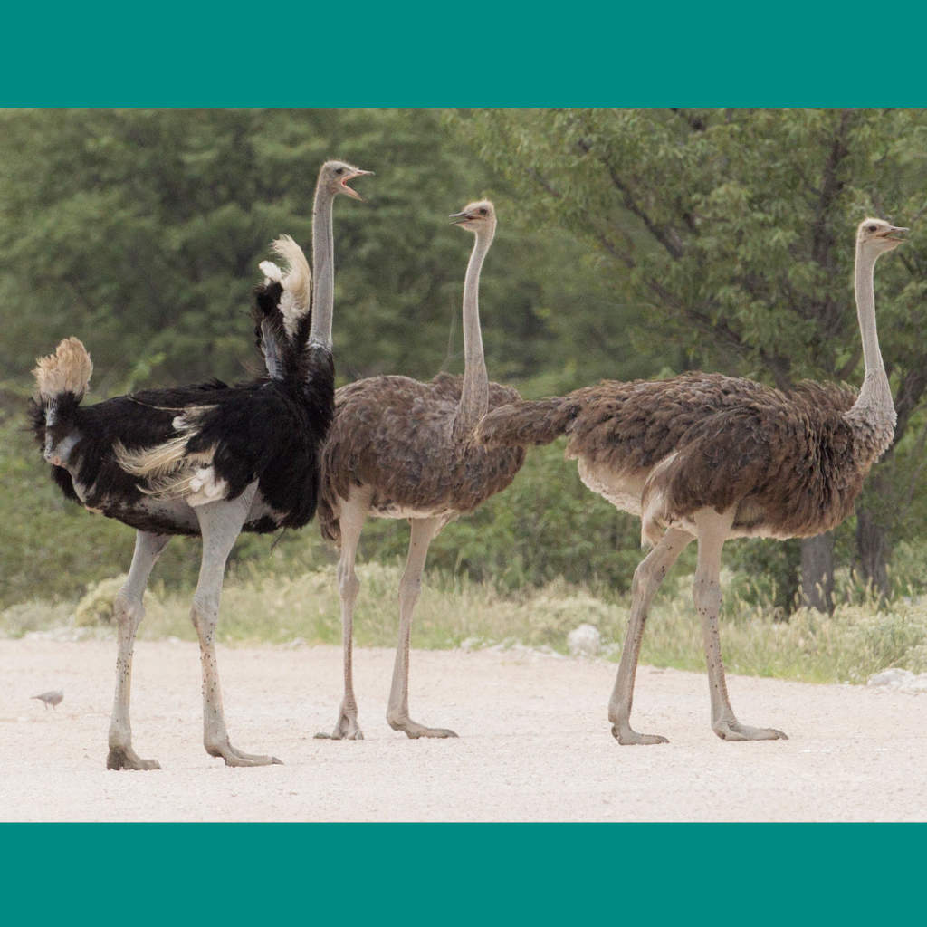 Are Ostriches Stupid