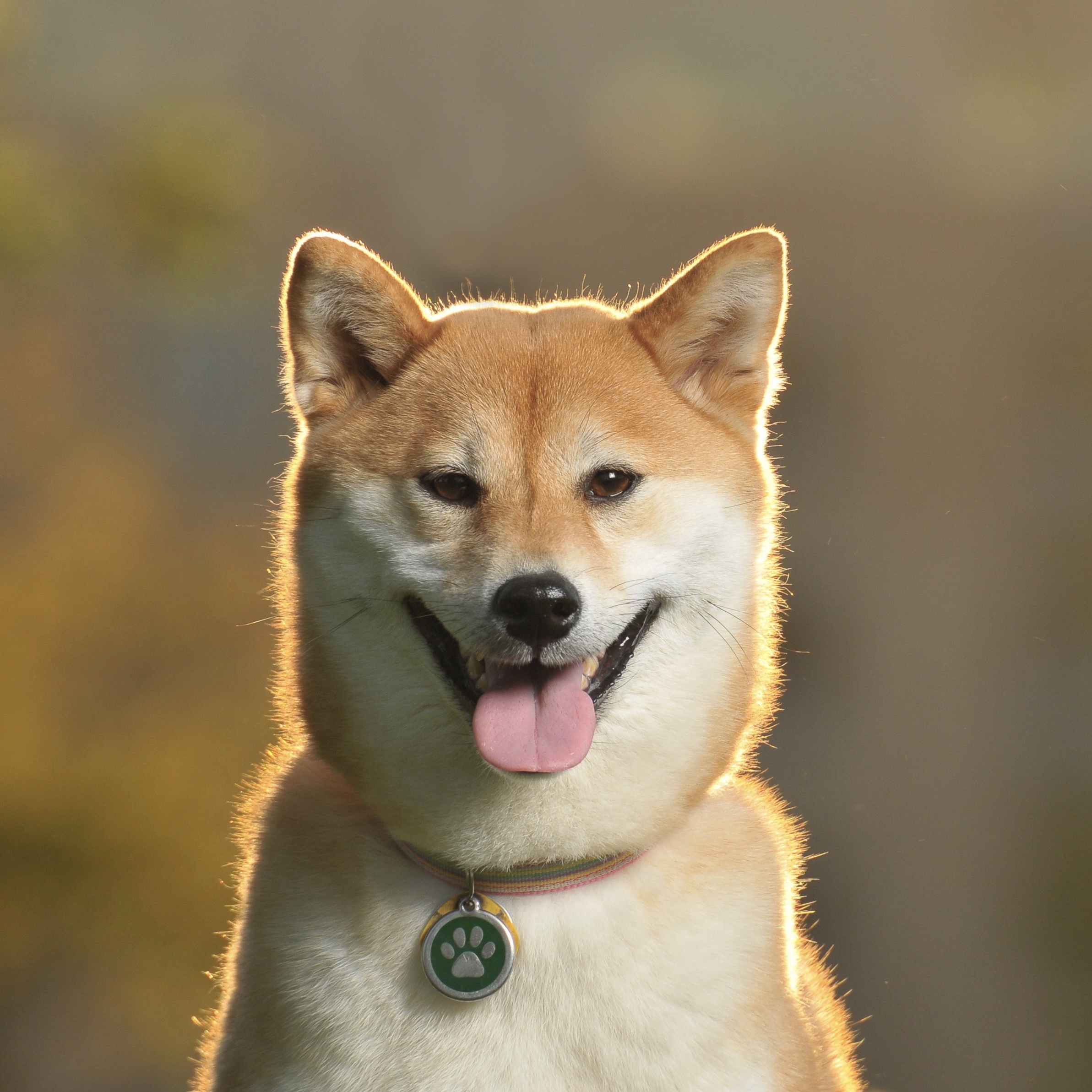 The Good Boy Podcast