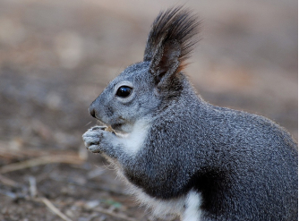 Squirrels Give Age of Grand Canyon