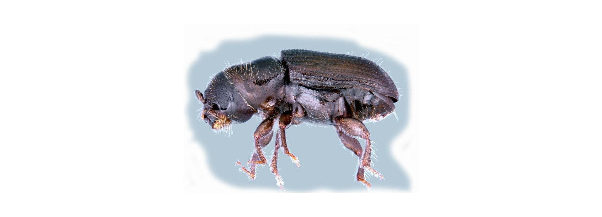 Beetle Produces Fungicide to Protect Young