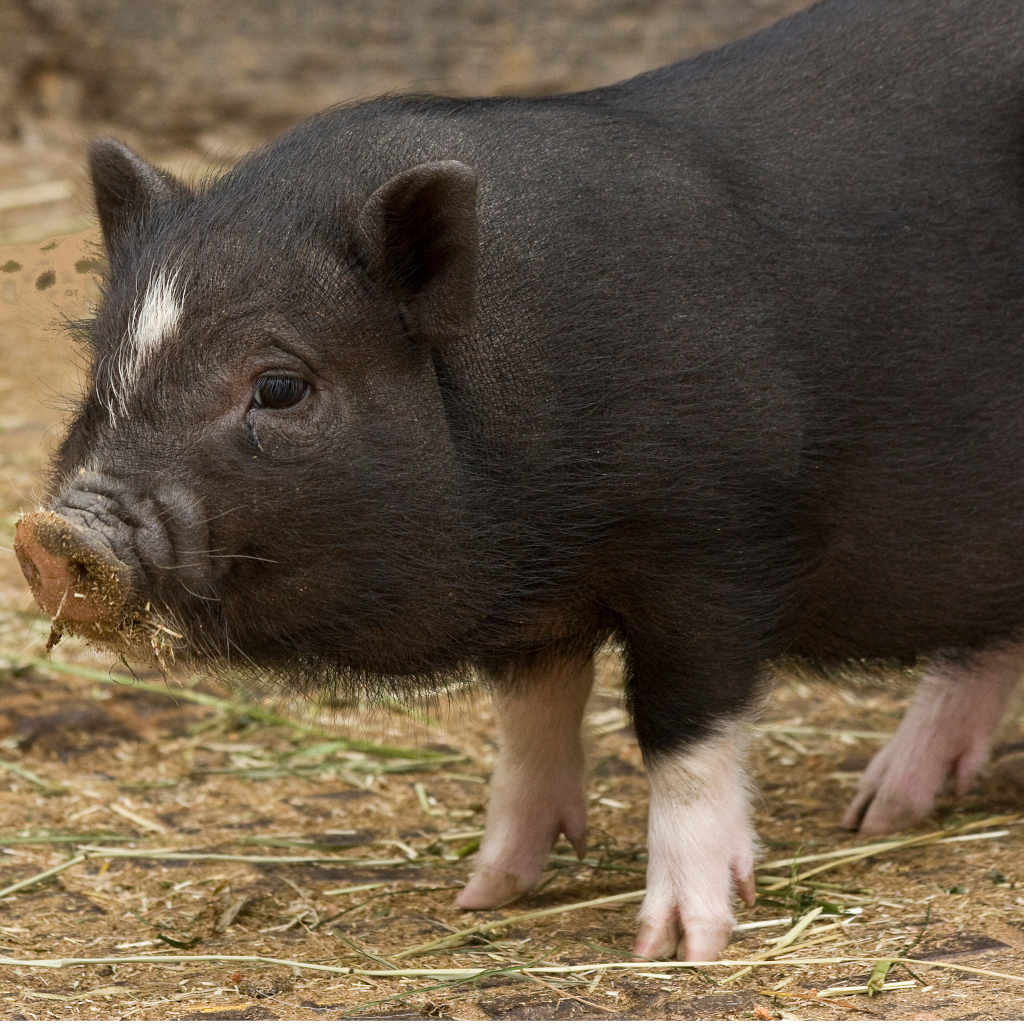 Pigs