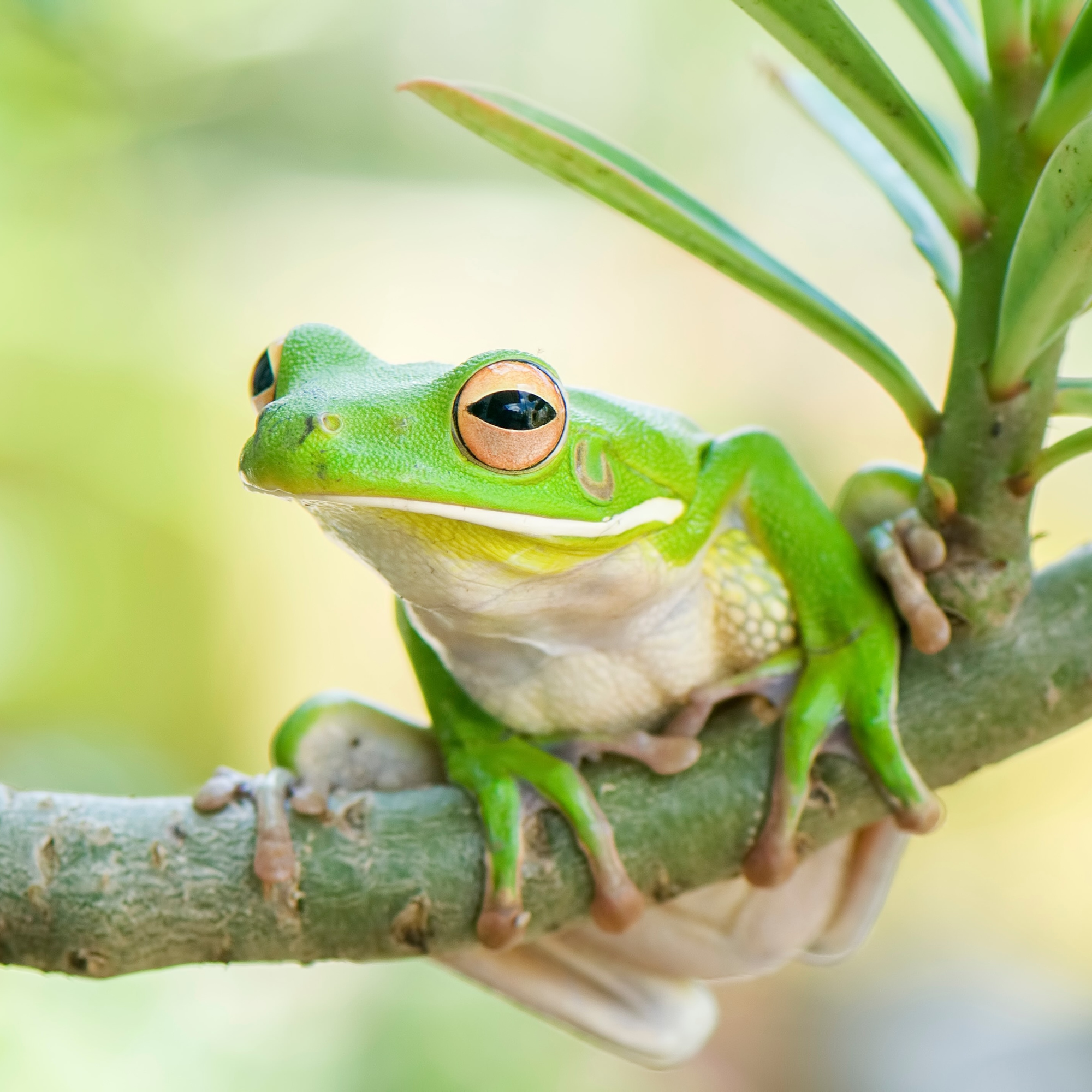Frozen Frogs