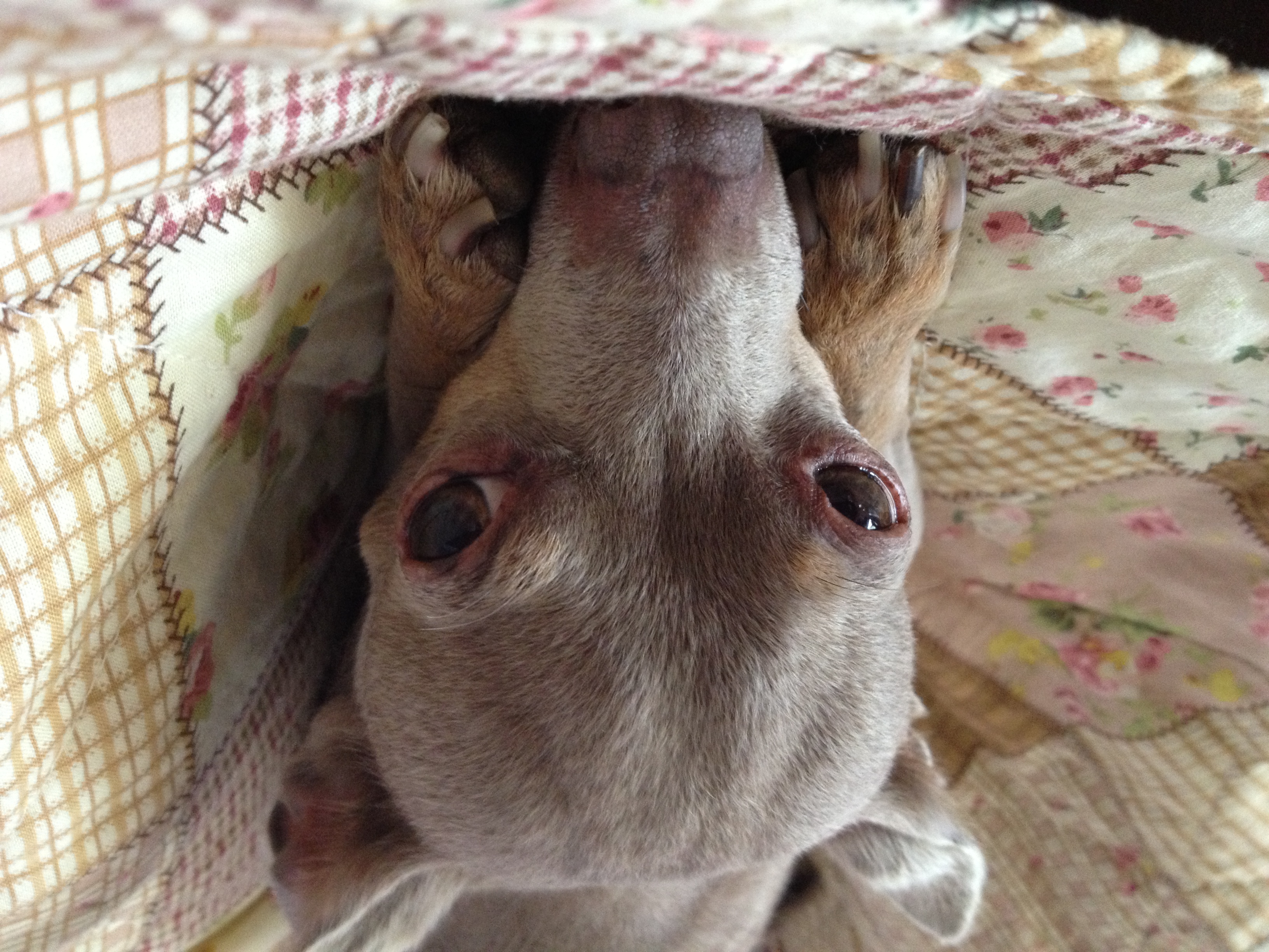 The Good Boy Podcast