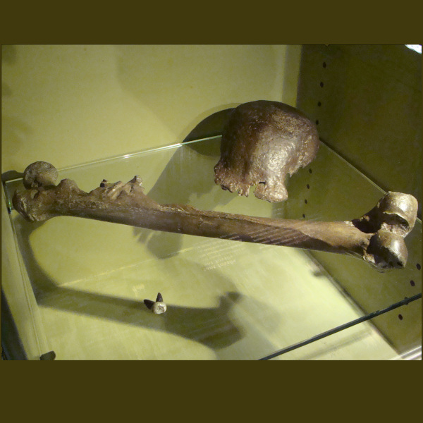 Homo Erectus Last Seen in Java?