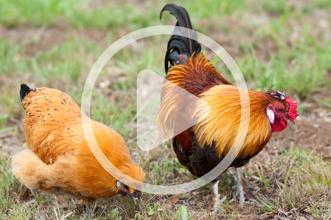 Easy Chicken Breeds for Beginners
