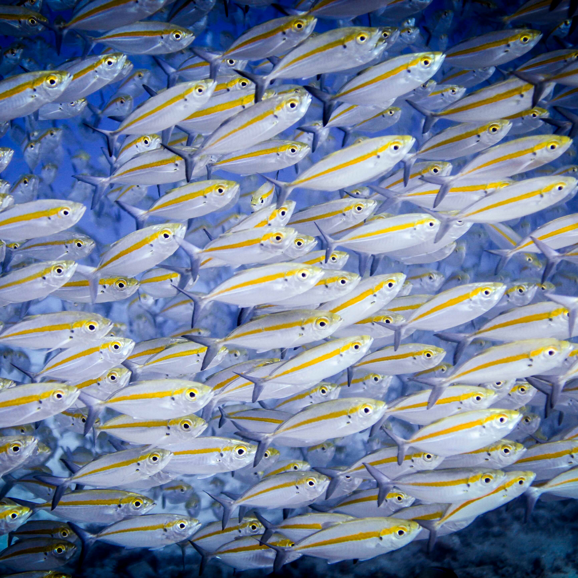 Fish Learn in Schools, Too
