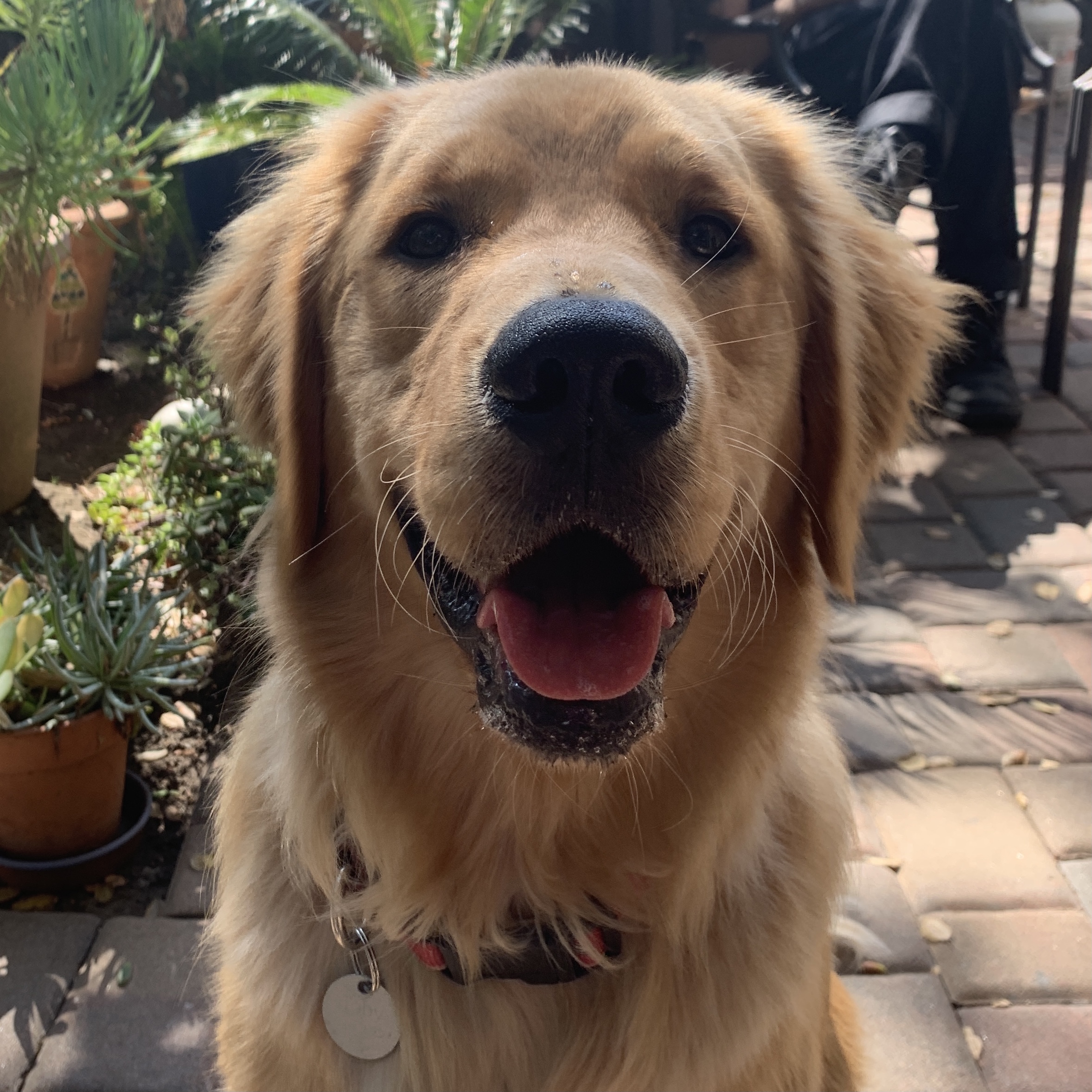 The Good Boy Podcast