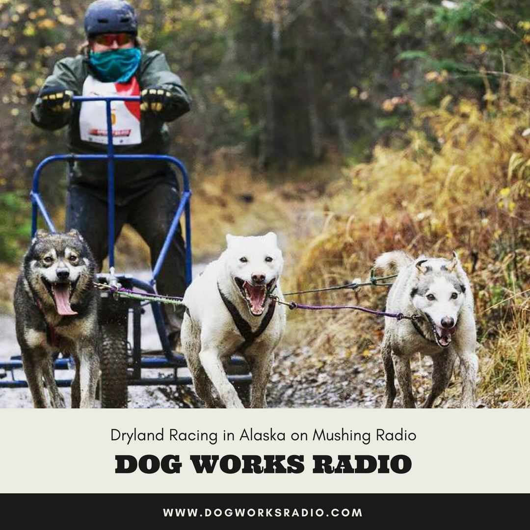 Dog Works Radio