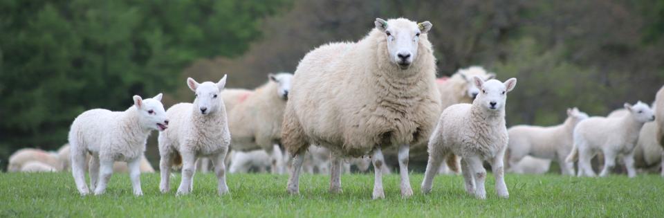 #111- Welsh farmers are lowering their flock's carbon impact
